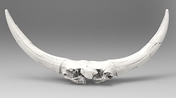Bison latifrons skull (front)